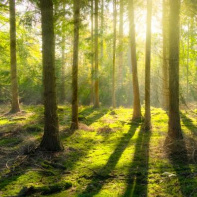 Bosque en Espana